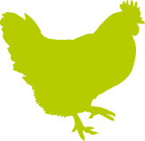 transparent-chicken-cropped-accent